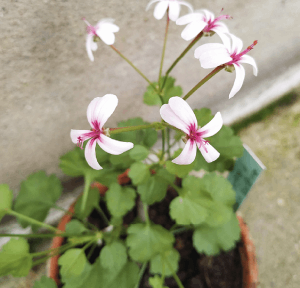 Pelargonium desertorum issu de semis.