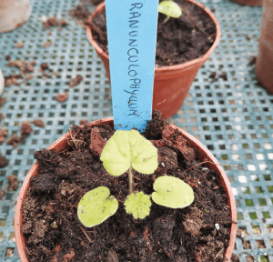 Jeune semis de Pelargonium racunculophyllum.