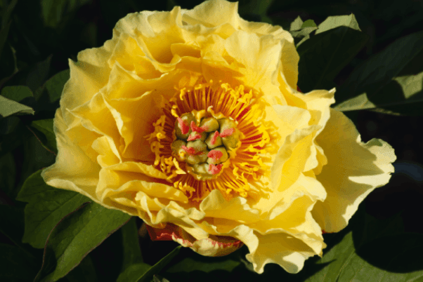 2. Paeonia Itoh ‘Garden Treasure’ décline ses nuances de jaune dans les jardins © J. Joly