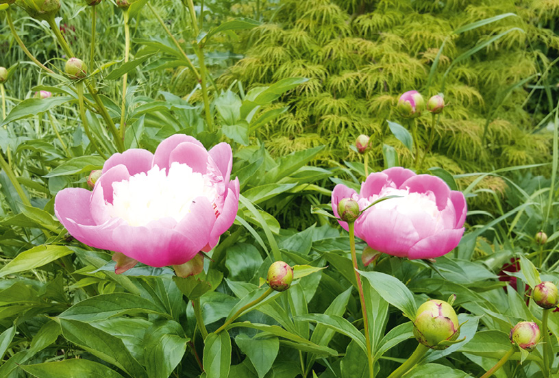 Paeonia lactiflora ‘Bowl Of Beauty’ présente de grandes fleurs composées de deux rangées d’un rose carminé. Son large cœur est jaune et devient peu à peu blanc crème © J. Joly