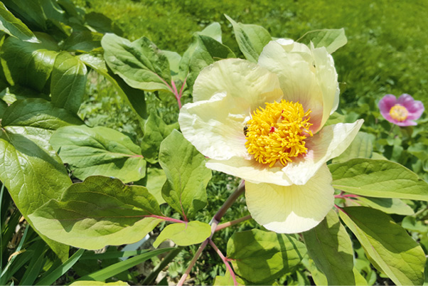 1. Paeonia daurica mlokoswitschii se développe en forme de bol et se pare de nuances allant du jaune au bronze en fonction des saisons © J. Joly