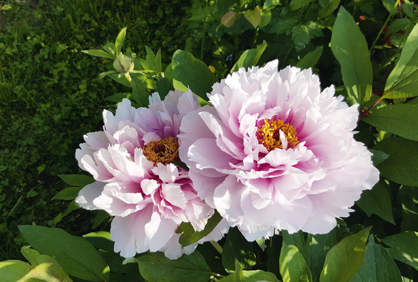 Paeonia suffruticosa ‘Duchesse De Morny’, d’une couleur rose chair à rose lilas clair, aime le soleil et fleurit abondamment en avril et mai © J. Joly