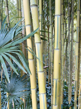 Phyllostachys aureosulcata 'Spectabilis'