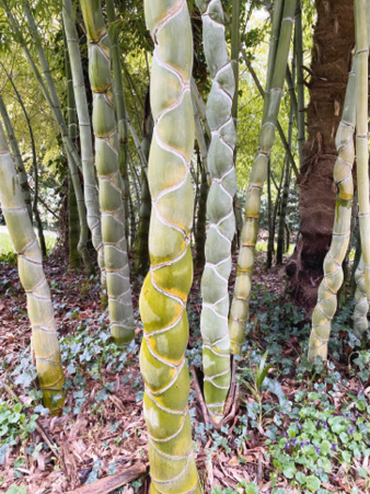 Phyllostachys edulis Heterocycla -