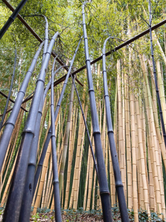 Phyllostachys nigra © A. Lyonnet