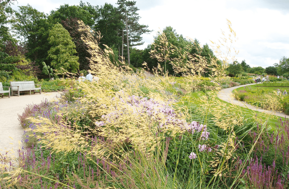 Stipa gigantea dans un parc © Lepage-vivaces.com