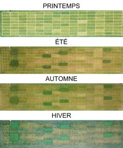 Illustration par drone de l’aspect vert des micro-trèfles (carrés plus verts) © C. Galbrun, DLF