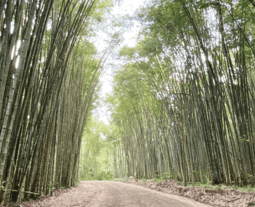 Dendrocalamus asper, bambou trocial cespiteux © A. Lyonnet