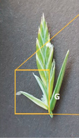 Epillet de Lolium perenne (10 fleurs protégées par leurs glumelles, 1 glume [G])