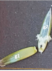 Une fleur [F] de Lolium perenne, avec ses deux glumelles (g1 et g2)