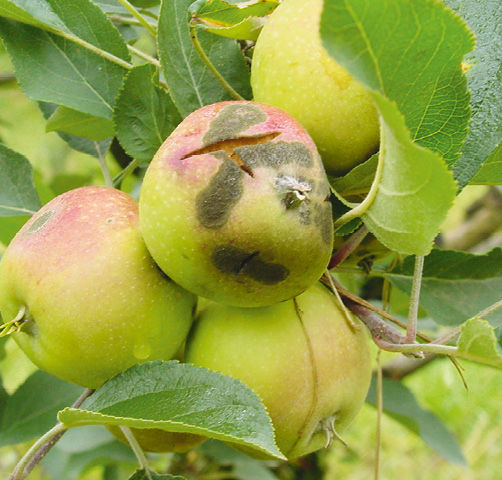 Symptômes de tavelure sur fruit dus au champignon Venturia inaequalis forme spéciale pomi © B. Le Cam