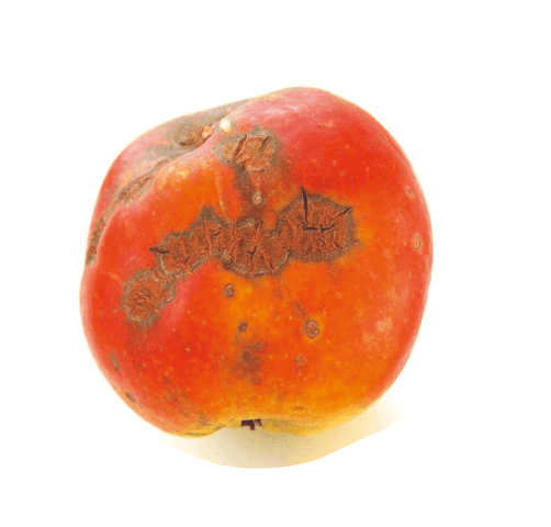 Tavelure sur une pomme © M. Hagenlocher - CC BY-SA 3.0