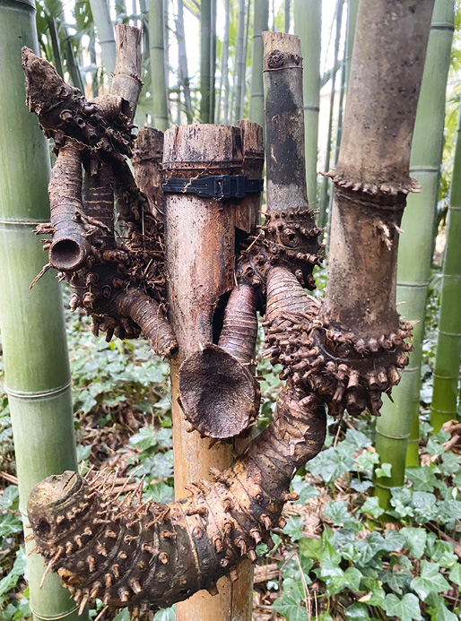 Rhizome de bambou cespiteux (à gauche) et rhizome de bambou traçant © A. Lyonnet