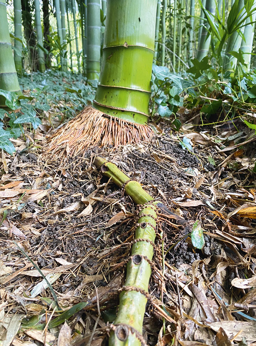 Rhizome de bambou cespiteux (à gauche) et rhizome de bambou traçant © A. Lyonnet