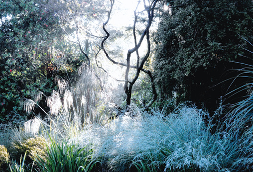 Ici, au centre du jardin anglais, la floraison de l'extraordinaire Stipa gigantea accompagnée des Poa labillardieri © G. Jean