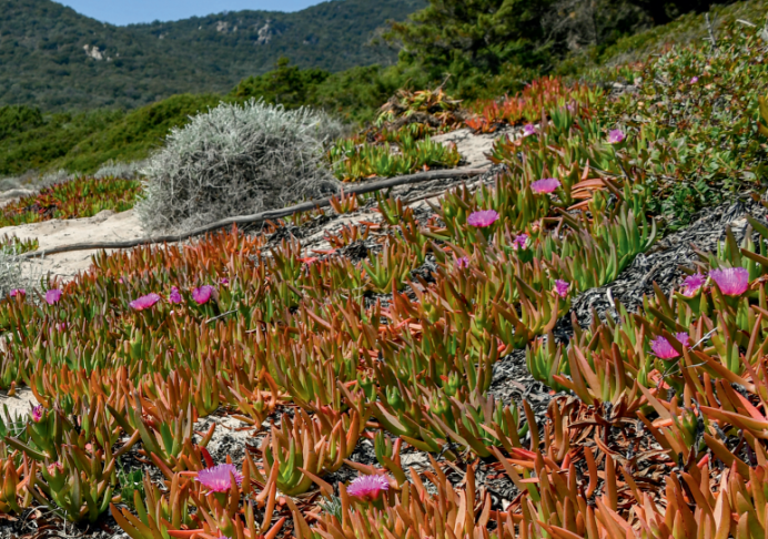 Carpobrotus