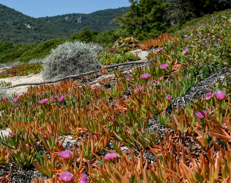 Carpobrotus