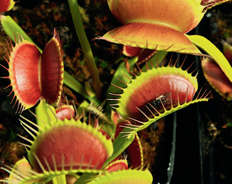 Les Plantes Carnivores