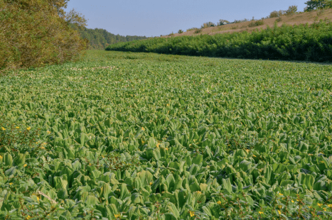 Envahissement du contre-canal du Rhône