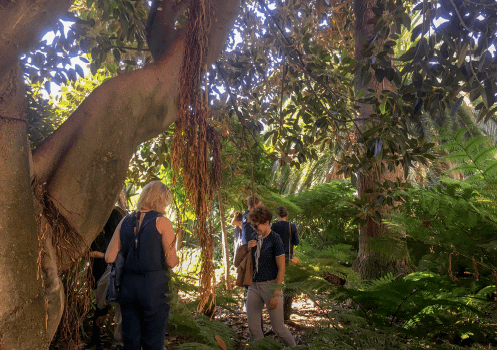 Un Ficus macrophyla