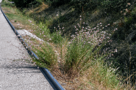 Individu subspontané d'Oenothera lindheimeiri