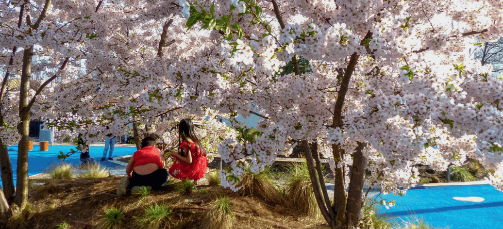 Jardins sur dalle