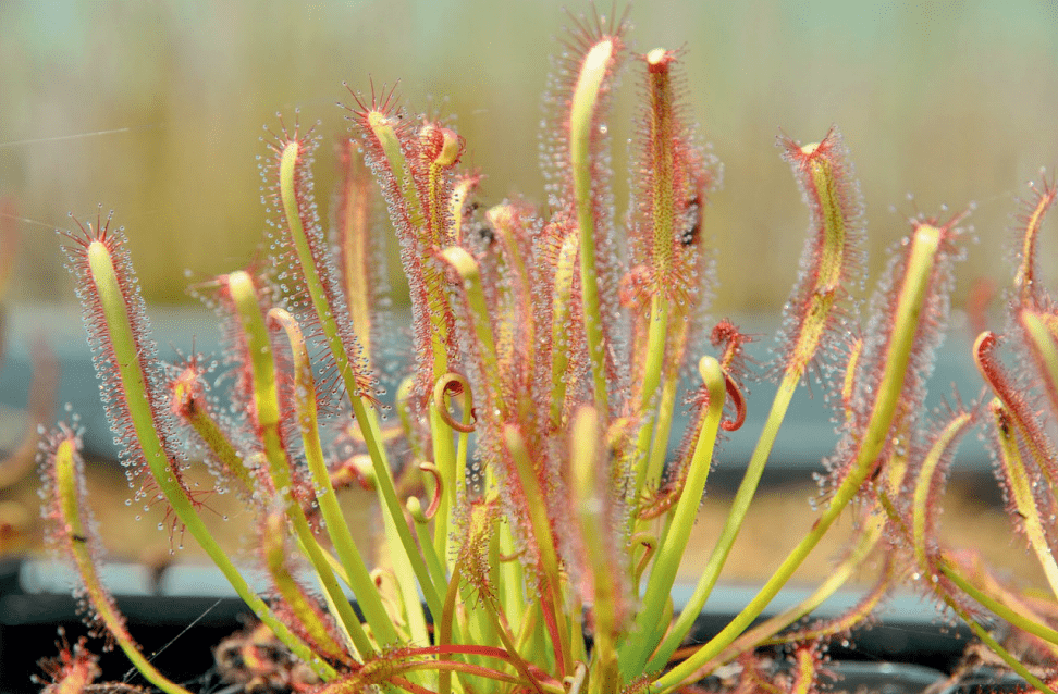 Le Drosera capensis