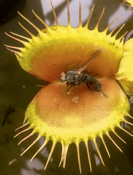 Mouche digérée dans un piège