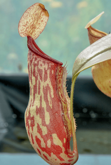 Nepenthes x gaya