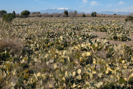 Opuntia stricta