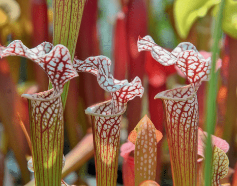 Sarracenia, origine, culture et floraison