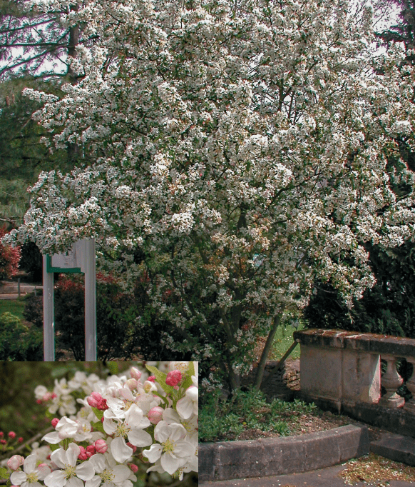 Malus Evereste