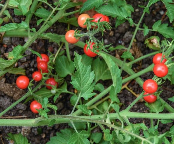 Le solanum