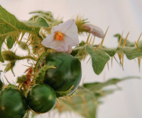Les épines du Solanum
