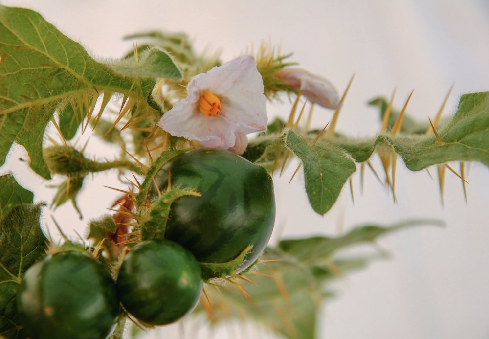 Les épines du Solanum
