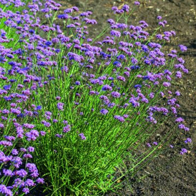 La Verbena bonariensis Vanity