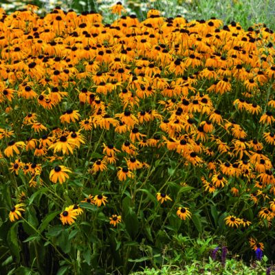 Le Rudbeckia