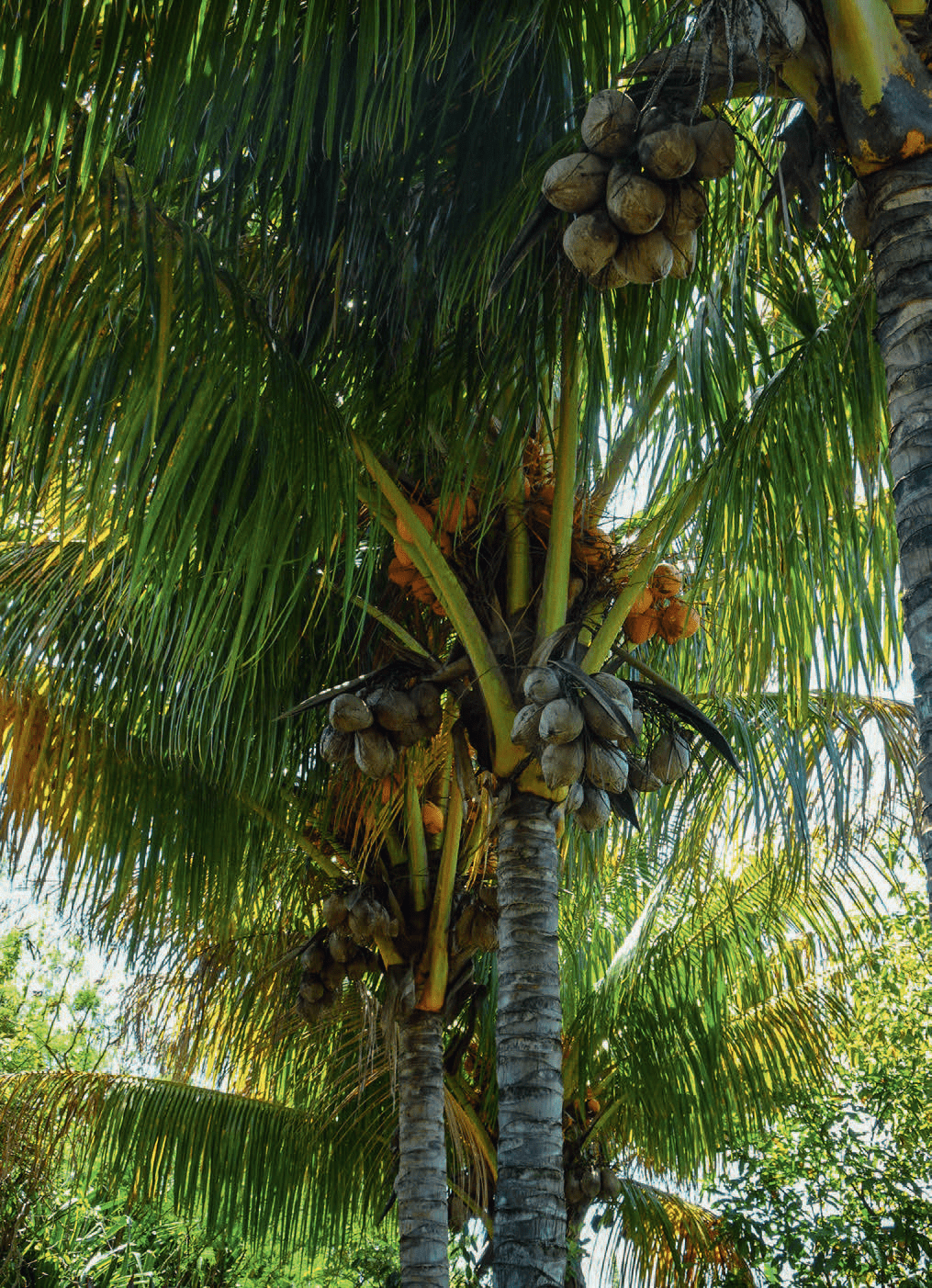 Cocotiers