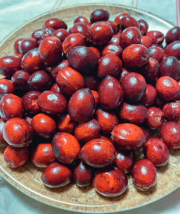 Fruits du Chamaerops humilis