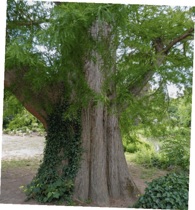 Cyprès chauve