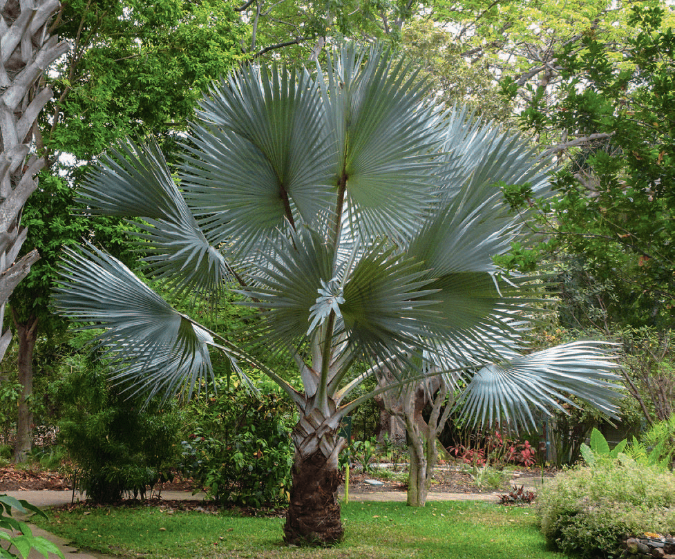 Feuille palmier rustique