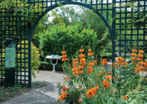 Le jardin des plantes médicinales du Jardin botanique 