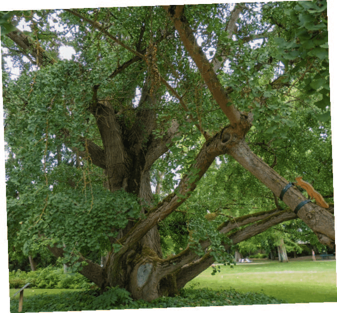 Ginkgo biloba