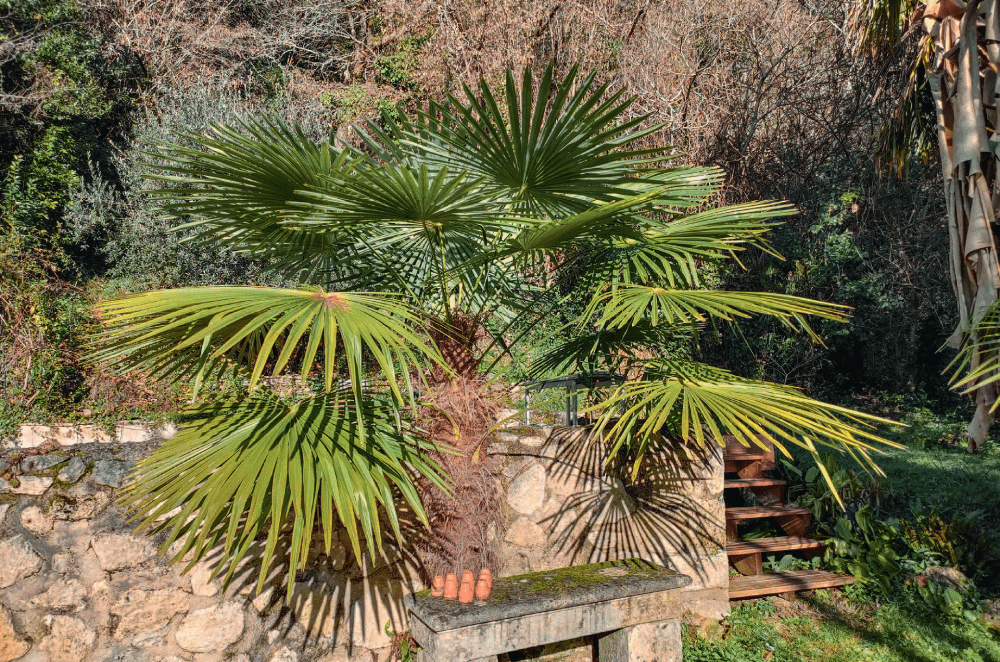 Jeune Trachycarpus