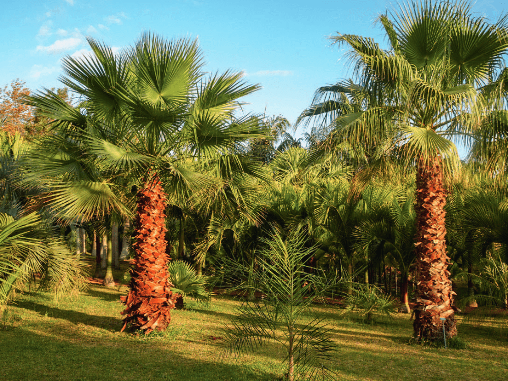 Deux palmiers