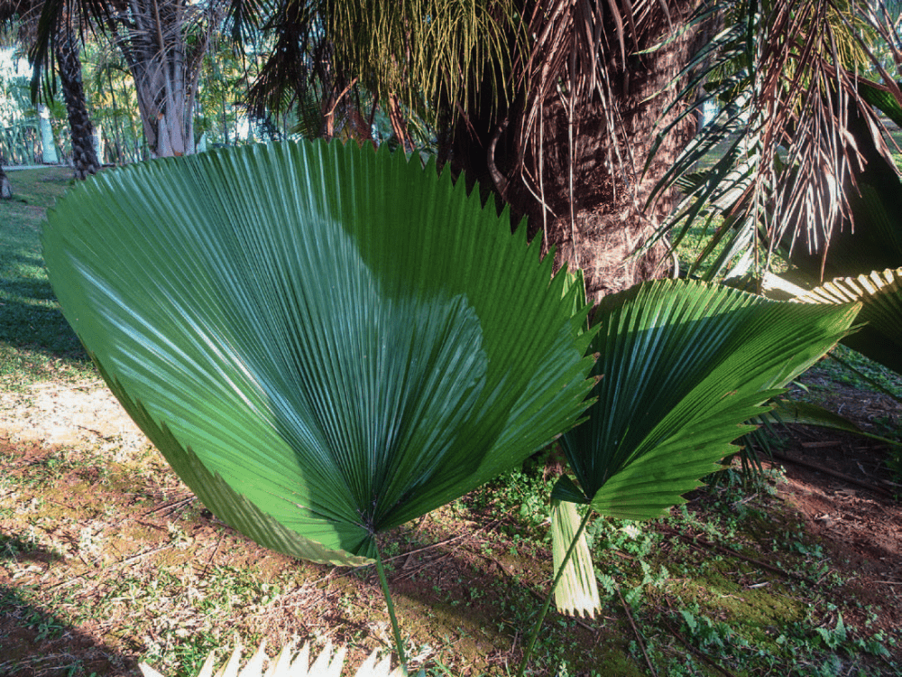 Palmiers éventails