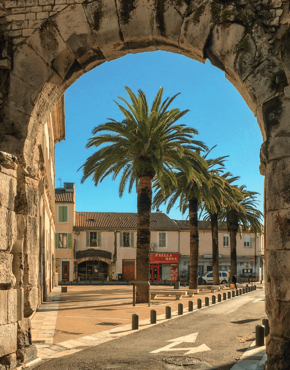 Phenix canariensis Nimes