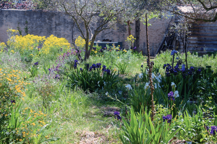 Plantes tinctoriales