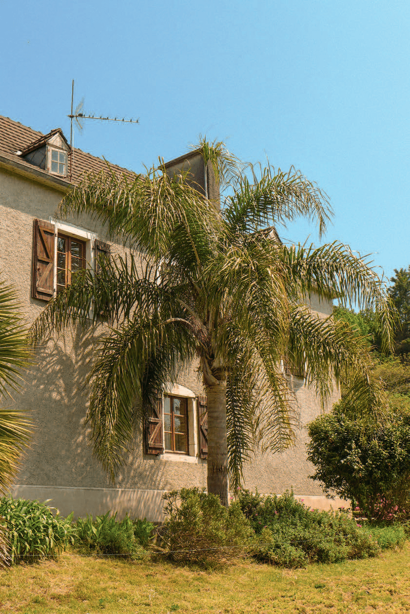 Palmier Phoenix canariensis ou palmier d'Hyères ou dattier des Canaries