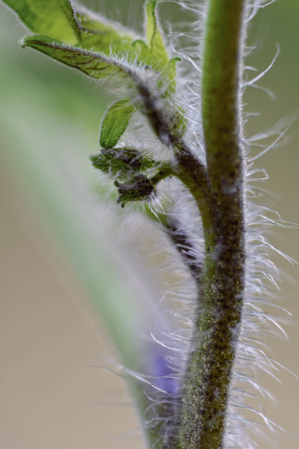 Trichomes